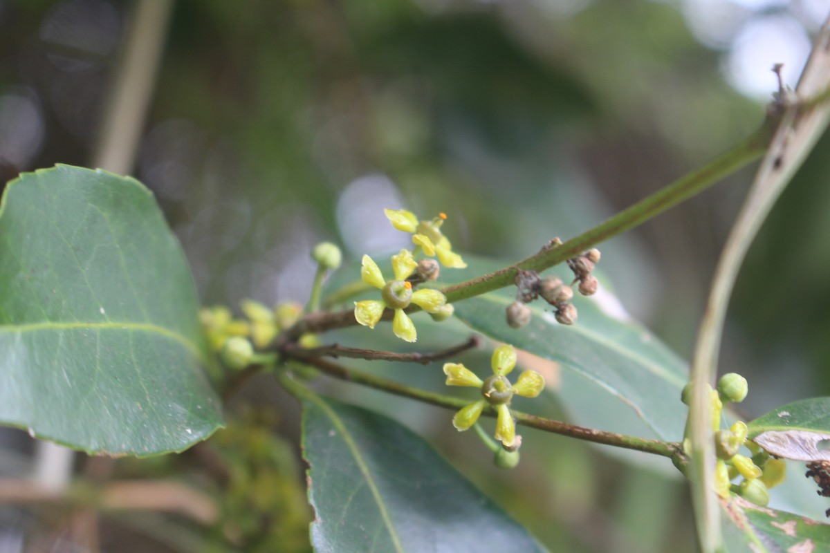 Salacia chinensis L.